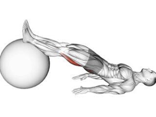 leg curl ballon gym ischio-jambiers exercice musculation