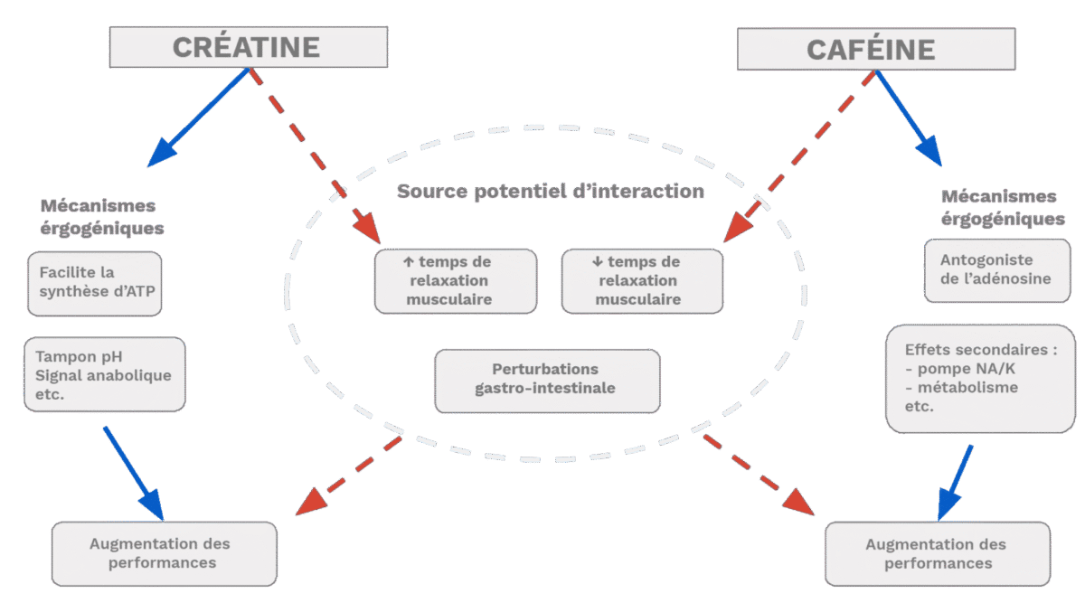 interaction créatine caféine