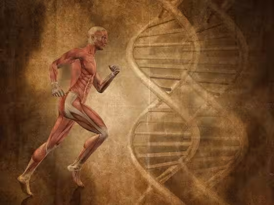 muscles du corps humain