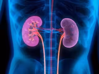 bilan renal