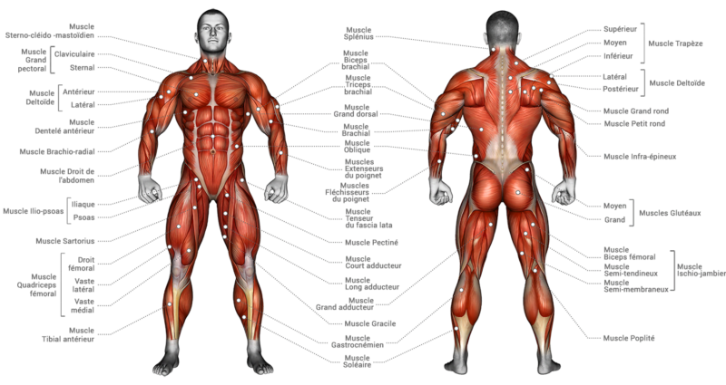 Anatomie Corps Humain Le Corps Humain Poster Anatomie Muscles