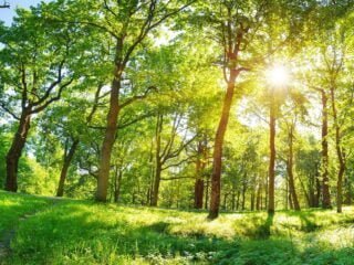 Journee mondiale de l'environnement