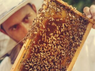 Journee mondiale des abeilles