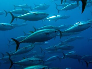 Journee mondiale du thon