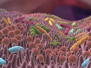 probiotique microbiote intestinal