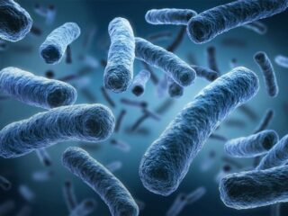 Microbiote intestinal et greffe fécale, une alternative pour mieux vieillir ?