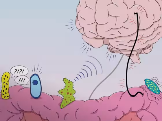 psychobiotique intestin bacterie cerveau