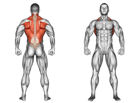 anatomie-musculaire-illustr-e-et-d-taill-e