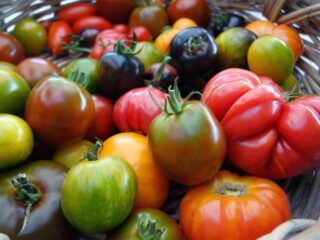 tomate