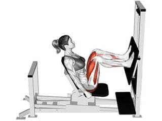 presse a cuisse quadriceps exercice musculation