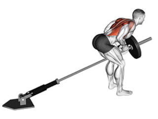 rowing barre t landmine dos exercice musculation