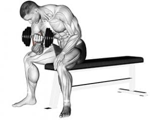 curl concentre biceps exercice musculation