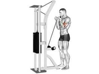 curl biceps poulie basse exercice musculation