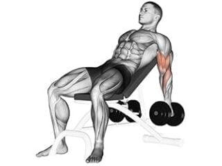 curl haltere incline biceps exercice musculation