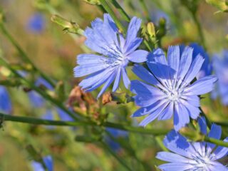 chicoree fleurs bleu detox
