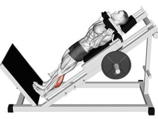 extensions mollets hack-squat exercice musculation