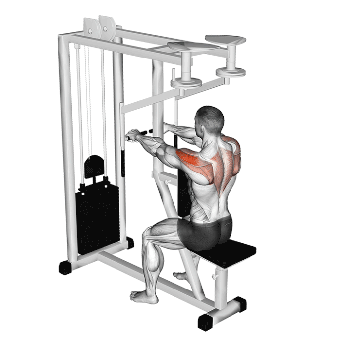 Reverse Pec Deck Muscles 5 Best Reverse Pec Deck Alternatives with 