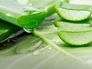 aloe vera