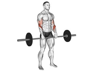 curl inverse a la barre exercice biceps