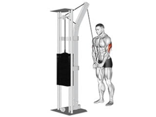 extensions verticales a la poulie haute exercice triceps brachial