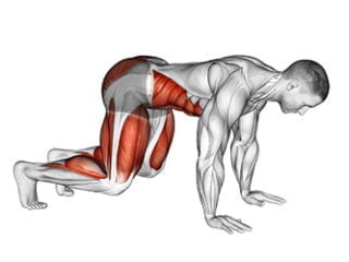 gainage ours bear plank gainer abdos