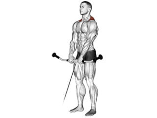 shrug poulie haussement epaules musculation trapezes