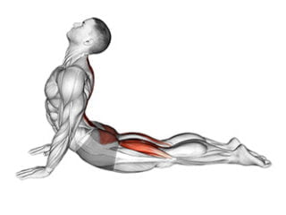 bhujangasana posture du cobra asana yoga