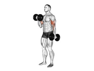 curl avec halteres alterne biceps long large