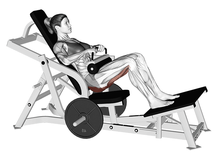 Hip Thrust Exercise Gif Hip Thrust Exercise Gif