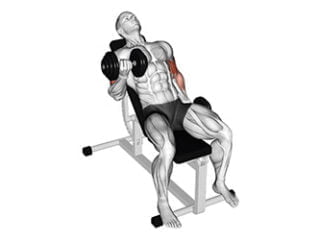 curl biceps alterne sur banc incline longue portion