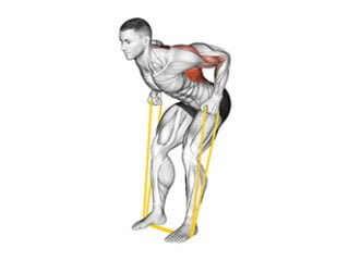 rowing buste penche avec elastique muscu dos