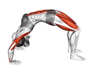 urdhva dhanurasana posture de la roue asana yoga