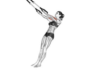 curl avec sangles de suspension exercice biceps