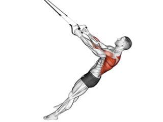 rowing avec sangles de suspension trx musculation dos maison