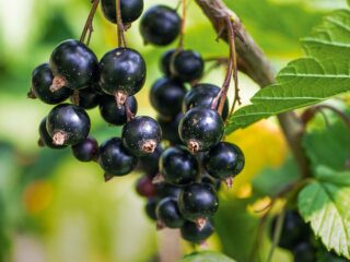 cassis bienfaits sante medecine maladie