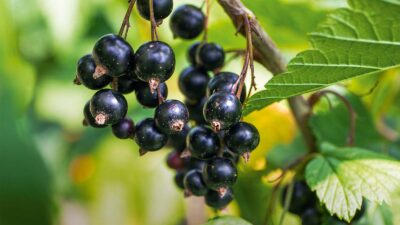 cassis bienfaits sante medecine maladie