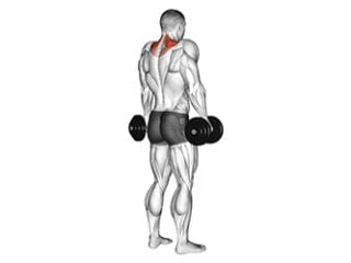 shrugs avec halteres exercice muscles trapezes superieurs