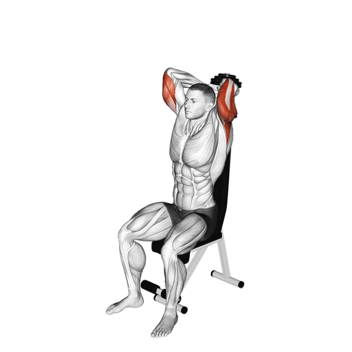 Poster D'entraînement Haltères Intensic SPORTS - 60 Exercices Fitness Sur 2 Posters A1 - Pour Maison Et Salle De Gym