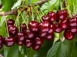 cerise fruit printemps mois de juin