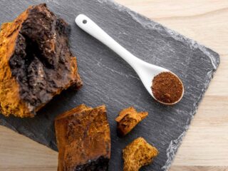 chaga champignon medicinal