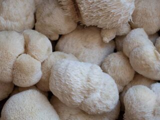 criniere de lion champignon mane