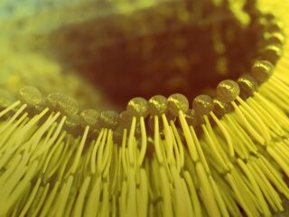 Composition et fonction des lipides