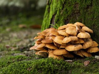 maitake champignon