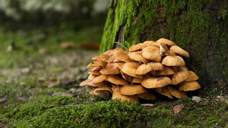 Supplément Pour Chien à Base De Champignon Queue De Dinde – Soutien Des Lipomes Et Verrues, Avec Probiotiques