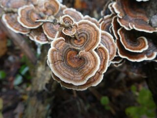 trametes versicolor champignon