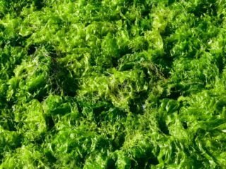 laitue de mer algues