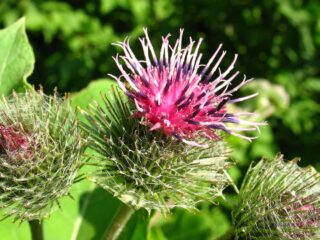 bardane phytotherapie