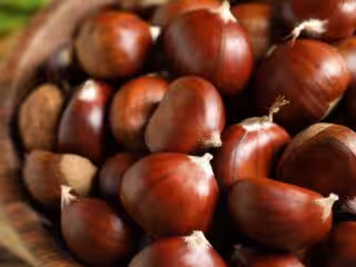 chataigne fruit automne