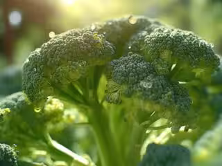 brocoli