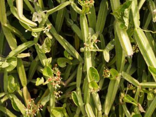 cissus quadrangularis